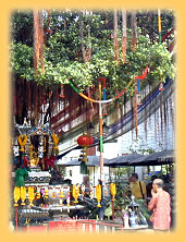 Bhodibaum im Wat Traimit