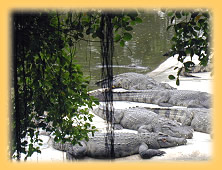 Krokodil Farm Pattaya