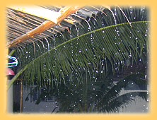 Tropischer Regenguss auf Samui