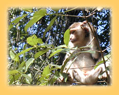 Makake im Khao Yai Nationalpark