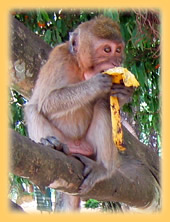 Langschwanzmakake im Wat Suwan Kuha